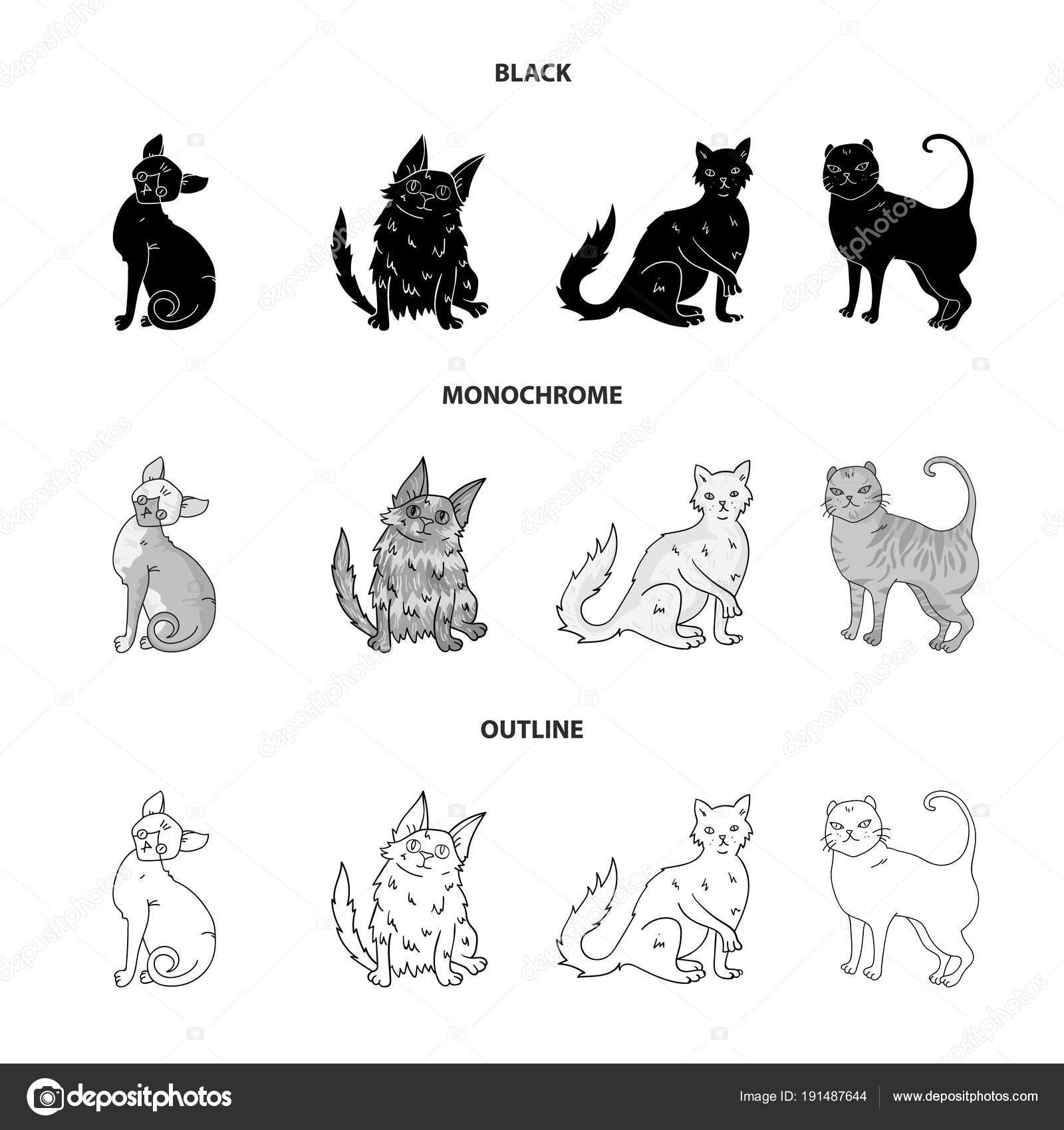 Turkish Angora British Longhair And Other Species Cat Breeds Set