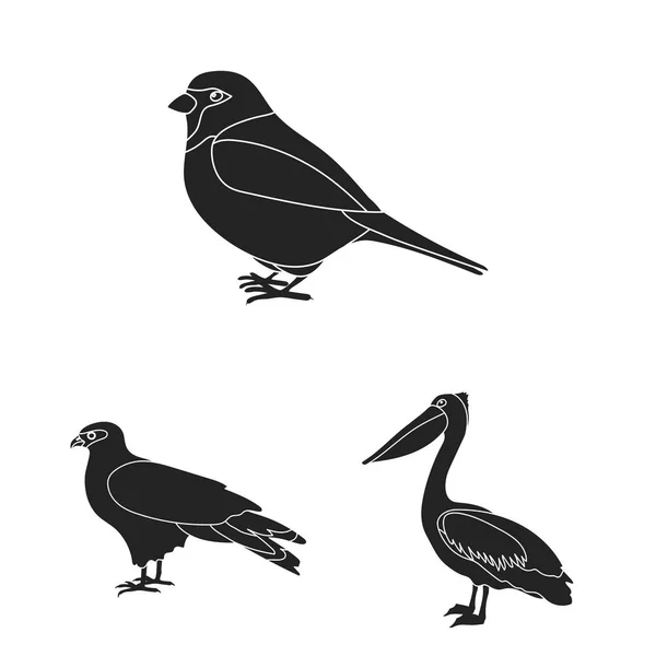Черные птицы в коллекции для дизайна. Домашняя и дикая веб-иллюстрация векторных символов птиц . — стоковый вектор