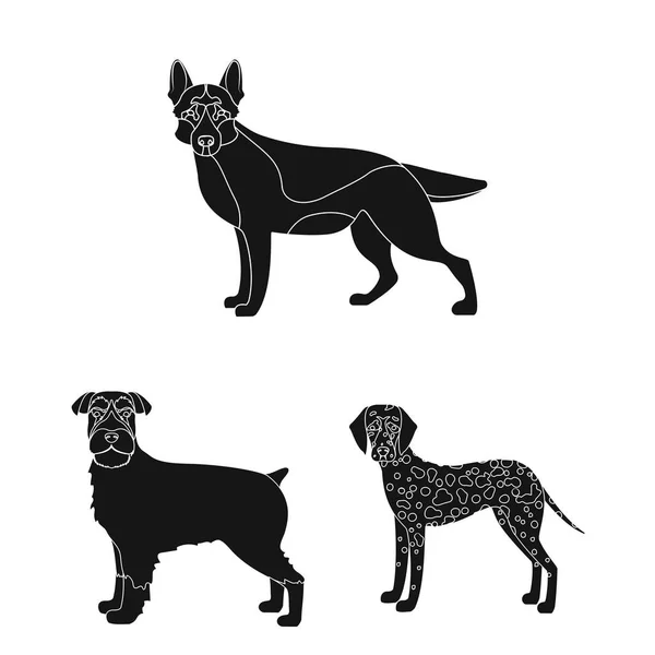 Perro razas negro iconos en conjunto colección para design.Dog mascota vector símbolo stock web ilustración . — Vector de stock