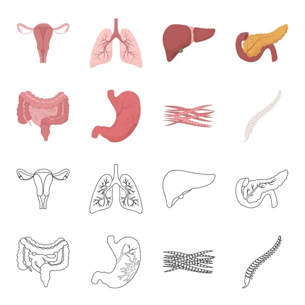 Intestinos, estómago, músculos, columna vertebral. Los órganos establecen iconos de colección en dibujos animados, contorno estilo vector símbolo stock ilustración web . — Vector de stock