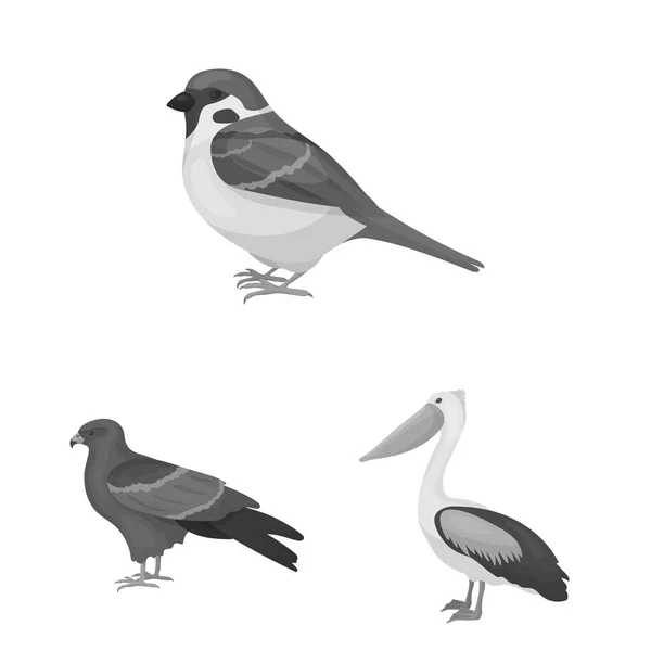 Типы птиц монохромные иконы в наборе коллекции для оформления. Домашняя и дикая веб-иллюстрация векторных символов птиц . — стоковый вектор