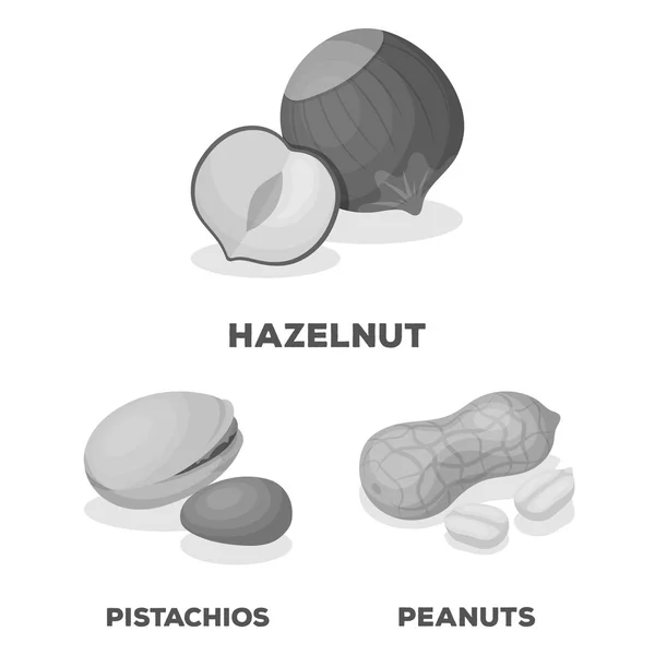 Diversi tipi di dadi icone monocromatiche nella collezione di set per il design.Nut Food vettoriale simbolo stock web illustrazione . — Vettoriale Stock