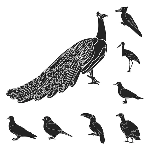 Types d'oiseaux icônes noires dans la collection ensemble pour le design. Maison et sauvage oiseau vecteur symbole stock web illustration . — Image vectorielle