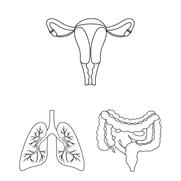 Inwendige organen van een menselijke overzicht pictogrammen in set collectie voor design. Anatomie en geneeskunde symbool voorraad web vectorillustratie. — Stockvector