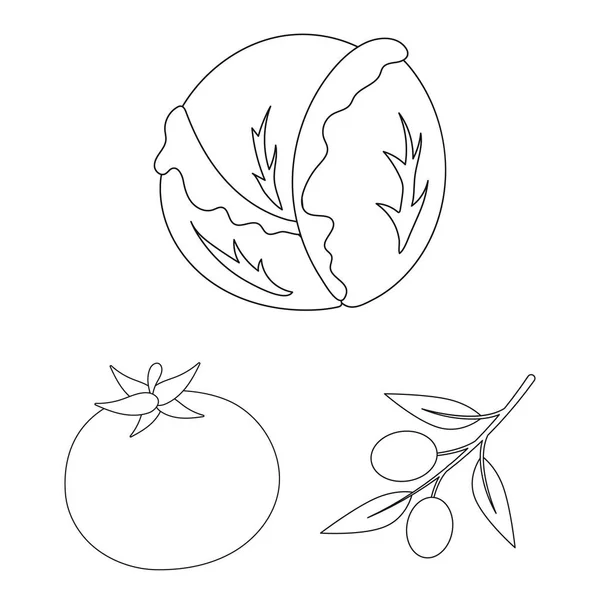 Diferentes tipos de verduras esbozan iconos en la colección de conjuntos para el diseño. Vegetales y vitaminas vector símbolo stock web ilustración . — Vector de stock