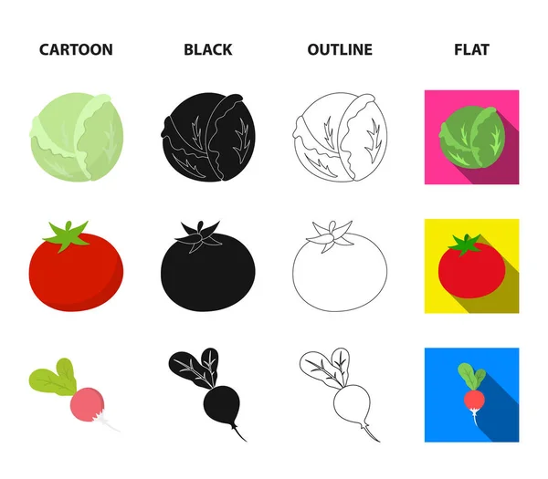 Káposzta, fehér, piros paradicsom, rizs, burgonya. Zöldség készlet gyűjtemény ikonok-ban rajzfilm, fekete, vázlat, lapos stílusú vektor szimbólum stock illusztráció web. — Stock Vector