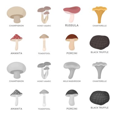 Amanita, porcini, siyah truffle, mantarı. çizgi film, tek renkli stil vektör simge stok çizim web simgeler ayarla.