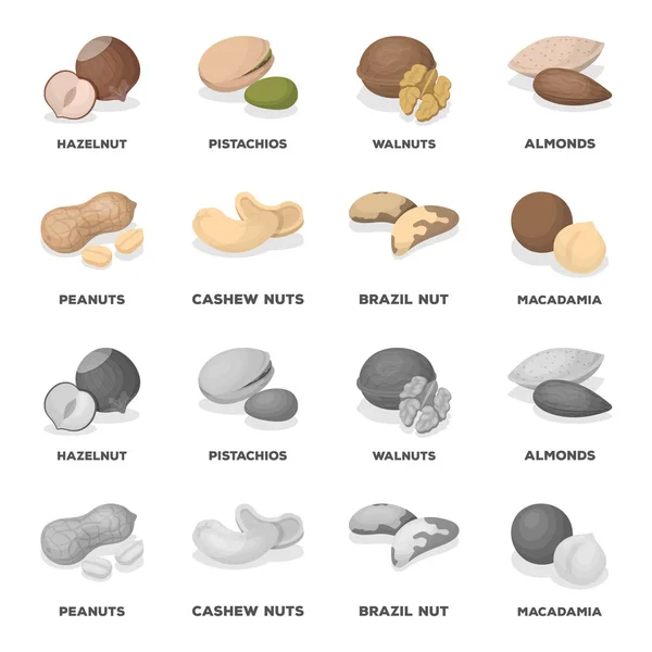 Jordnötter, cashewnötter, paranötter, macadamia. Olika typer av nötter som samling ikoner i tecknad film, svartvit stil vektor symbol stock illustration web. — Stock vektor