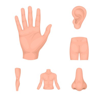 Vücut, bacak karikatür simgeleri tasarım için küme toplama bir parçası. İnsan anatomisi vektör simge stok web çizimi.