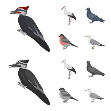 Ağaçkakan, leylek ve diğerleri. Kuşlar çizgi film, tek renkli stil vektör simge stok çizim web simgeler ayarla.