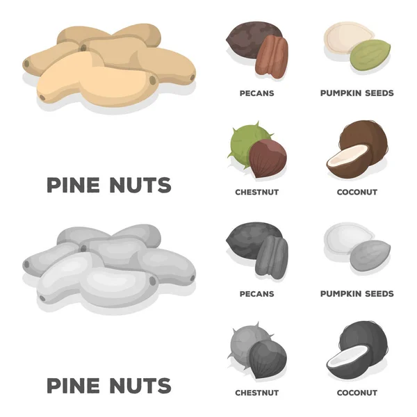 Pecan, pine nut, pumpkin seeds, chestnut.Different kinds of nuts set collection icons in cartoon,monochrome style vector symbol stock illustration web. — Stock Vector