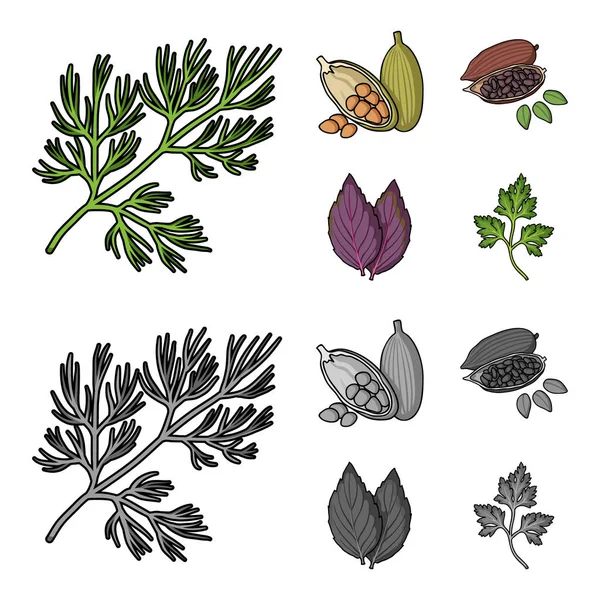 Dill, grãos de cacau, basil.Herbs e especiarias conjunto de ícones de coleção em desenhos animados, estilo monocromático símbolo vetorial web ilustração estoque . — Vetor de Stock