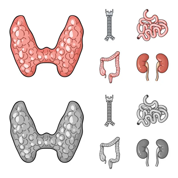 Glándula tiroidea, columna vertebral, intestino delgado, intestino grueso. Los órganos humanos establecen iconos de colección en la historieta, el estilo monocromo vector símbolo stock ilustración web . — Vector de stock