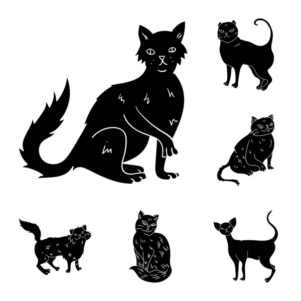Породи котів чорні ікони в наборі для дизайну. Pet Cat Векторний символ стоковий веб-ілюстрація . — стоковий вектор