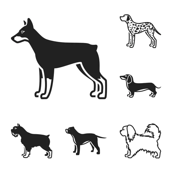 Perro razas negro iconos en conjunto colección para design.Dog mascota vector símbolo stock web ilustración . — Archivo Imágenes Vectoriales