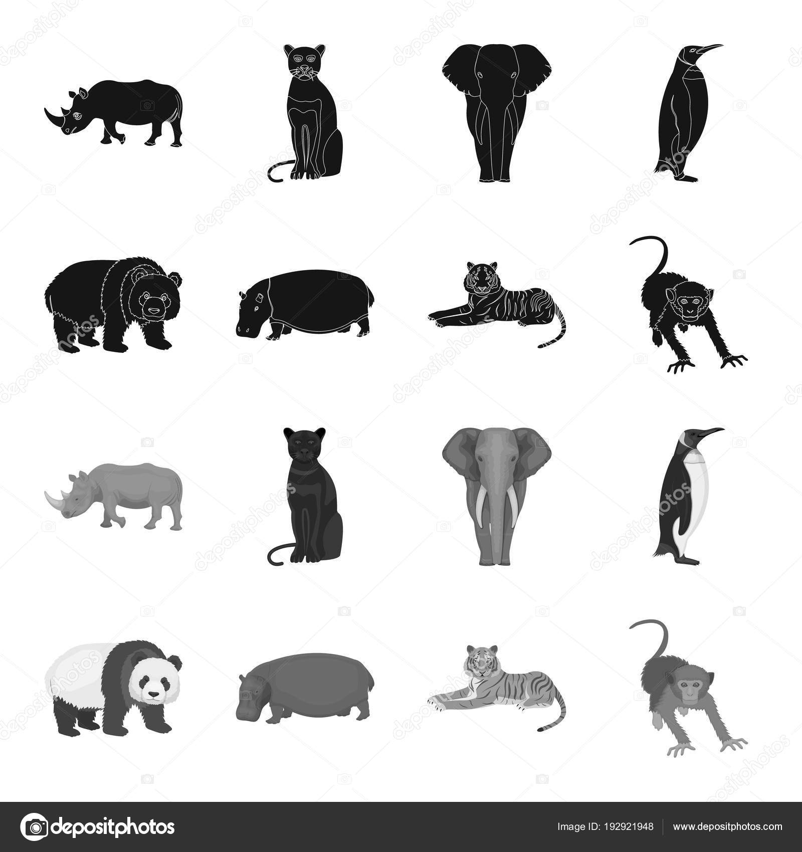 たけくま、カバ、野生動物のトラ、サル。野生動物は黒、白黒スタイル