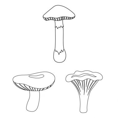 Poisonous and edible mushroom outline icons in set collection for design. Different types of mushrooms vector symbol stock web illustration.