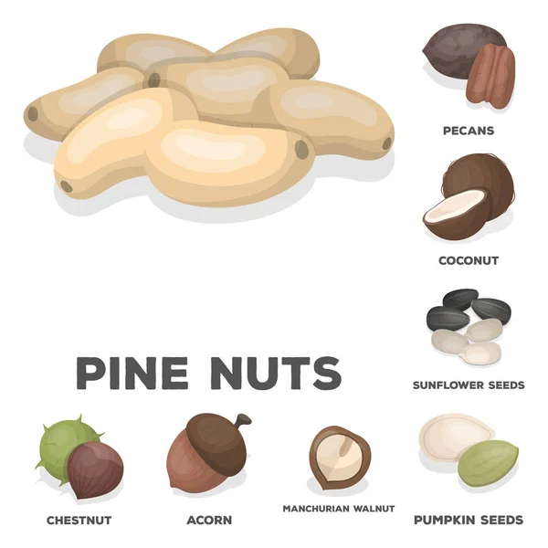 Diferentes tipos de nueces iconos de dibujos animados en la colección de conjuntos para design.Nut Alimento vector símbolo stock web ilustración . — Archivo Imágenes Vectoriales