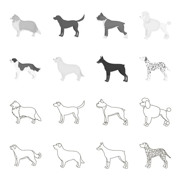St. Bernard, retriever, labrador, Dobermann. Hondenrassen instellen collectie iconen in overzicht, zwart-wit stijl vector symbool stock illustratie web. — Stockvector