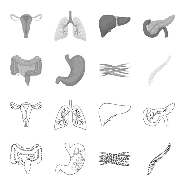 Intestinos, estômago, músculos, coluna vertebral. Órgãos definir ícones de coleção em esboço, estilo monocromático símbolo vetorial estoque ilustração web . — Vetor de Stock