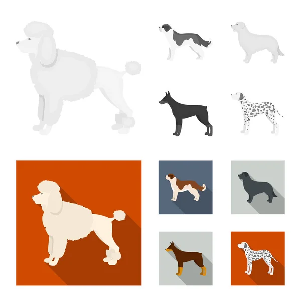 St. Bernard, retriever, doberman, labrador. Raças de cães conjunto ícones de coleção em monocromático, estilo plano símbolo vetorial estoque ilustração web . — Vetor de Stock