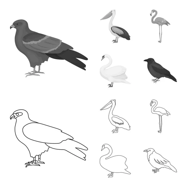 Cometa, pelícano, flamenco, cisne. Birds set collection icons in outline, monochrome style vector symbol stock illustration web . — Vector de stock