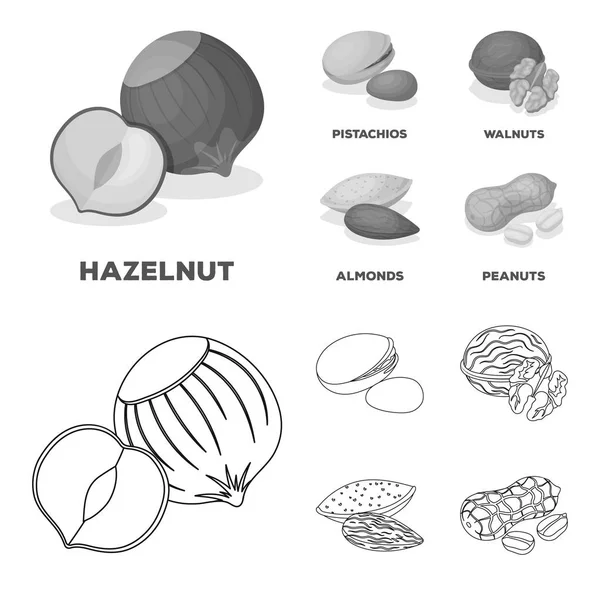 Hasselnöt, pistagenötter, valnötter, mandlar. Olika typer av nötter som samling ikoner i disposition, svartvit stil vektor symbol stock illustration web. — Stock vektor