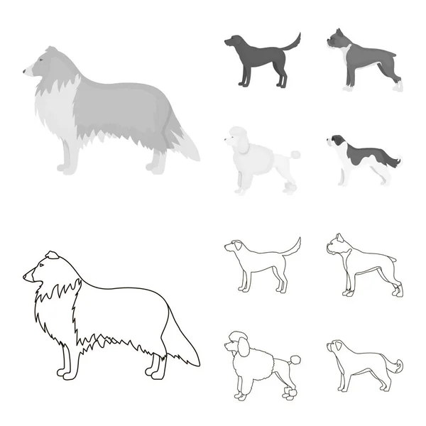 Collie, labrador, pugilista, caniche. Raças de cães definir ícones de coleção em esboço, estilo monocromático símbolo vetorial web ilustração estoque . — Vetor de Stock