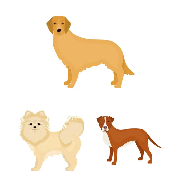 Cão raças desenhos animados ícones na coleção de conjuntos para design.Dog animal de estimação símbolo vetorial ilustração web . — Vetor de Stock