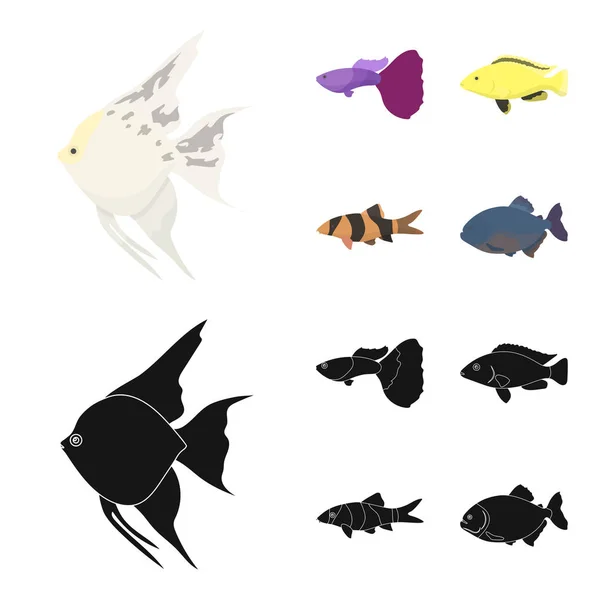 Botia, clown, piranha, buntbarsch, kolibri, guppy, fischset sammlung symbole in cartoon, black style vektorsymbol stock illustration web. — Stockvektor