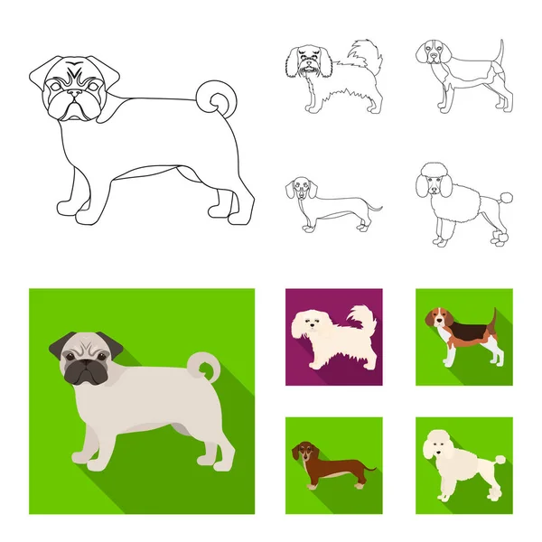 Razas perro contorno, iconos planos en la colección de conjuntos para design.Dog mascota vector símbolo stock web ilustración . — Archivo Imágenes Vectoriales