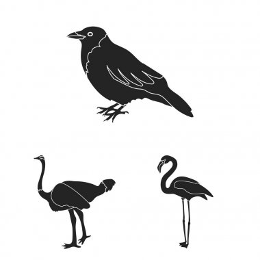 Kuş türleri set koleksiyonu tasarım için simgeler siyah. Ev ve vahşi kuş vektör simge stok web çizim.