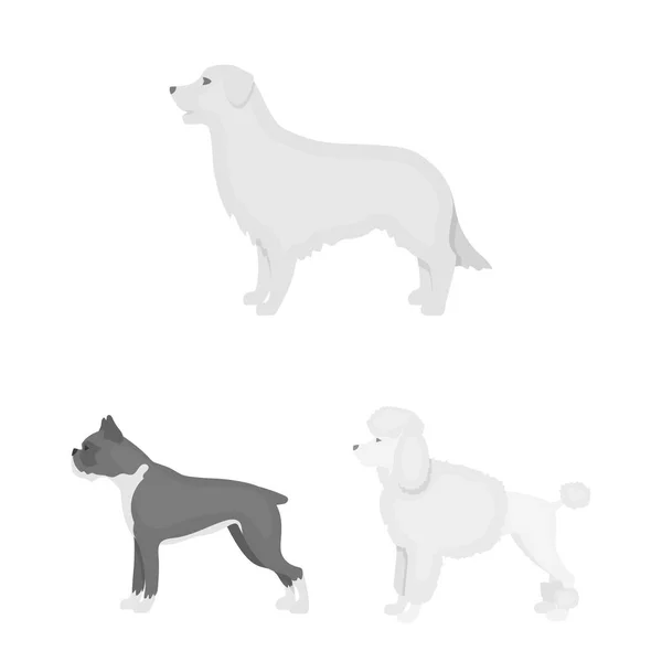 Psí plemena monochromatické ikony v nastavení kolekce pro design. Pes domácí vektor symbol akcií web ilustrace. — Stockový vektor
