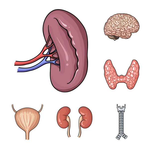 Iconos de dibujos animados de órganos humanos en colección de conjuntos para el diseño. Anatomía y órganos internos vector símbolo stock web ilustración . — Archivo Imágenes Vectoriales