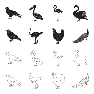 Karga, devekuşu, tavuk, tavus kuşu. Kuşlar toplama simgeler siyah, anahat stili vektör simge stok çizim web içinde ayarla..