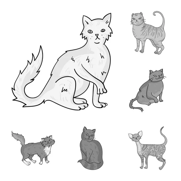 Breeds of cats monochrome icons in set collection for design. Pet cat vector symbol stock web illustration. — Stock Vector