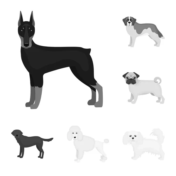 Pies rasy monochromatyczne ikony w kolekcja zestaw do projektowania. Pies pieścić wektor symbol akcji web ilustracja. — Wektor stockowy