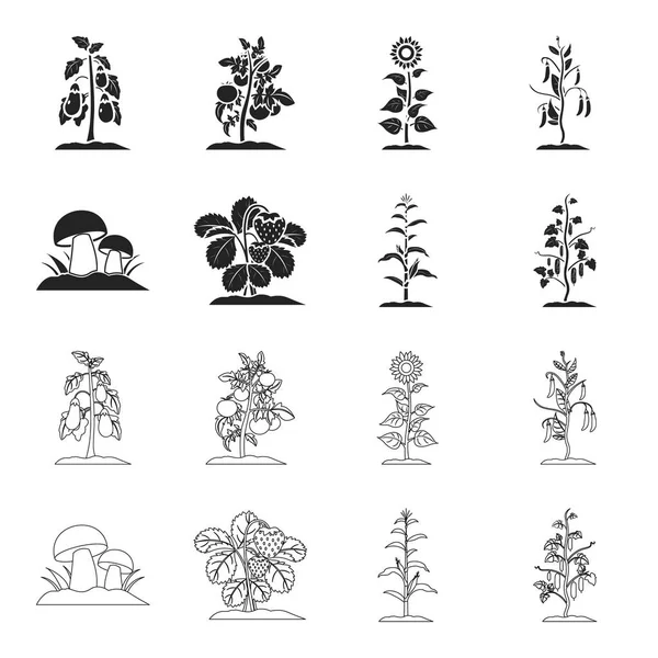 Грибы, клубника, кукуруза, огурец. Набор растений иконки коллекции в черном, очертания стиль векторного символа фондового иллюстрации паутины . — стоковый вектор