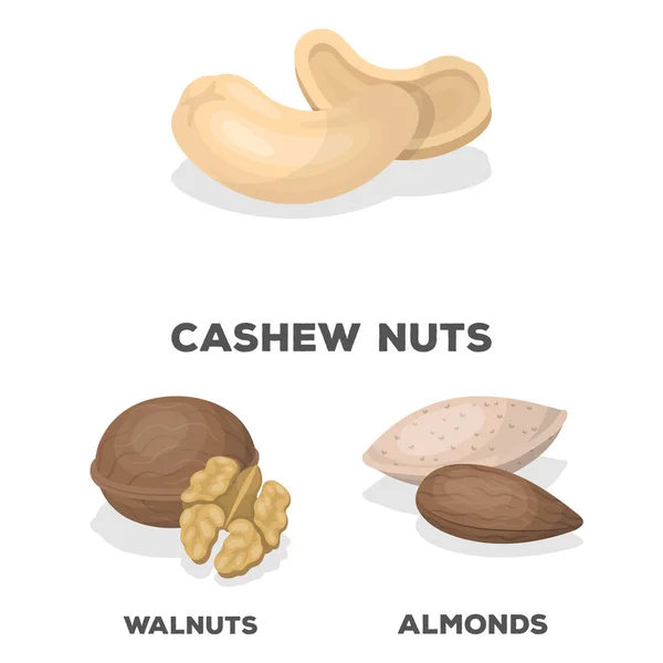 不同类型的坚果卡通图标集合中的设计。坚果食物矢量符号库存 web 插图. — 图库矢量图片