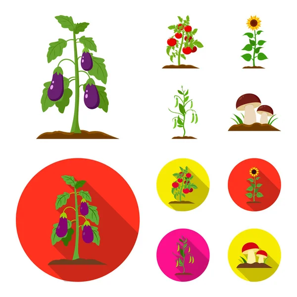 Eggplant, tomato, sunflower and peas.Plant set collection icons in cartoon,flat style vector symbol stock illustration web. — Stock Vector