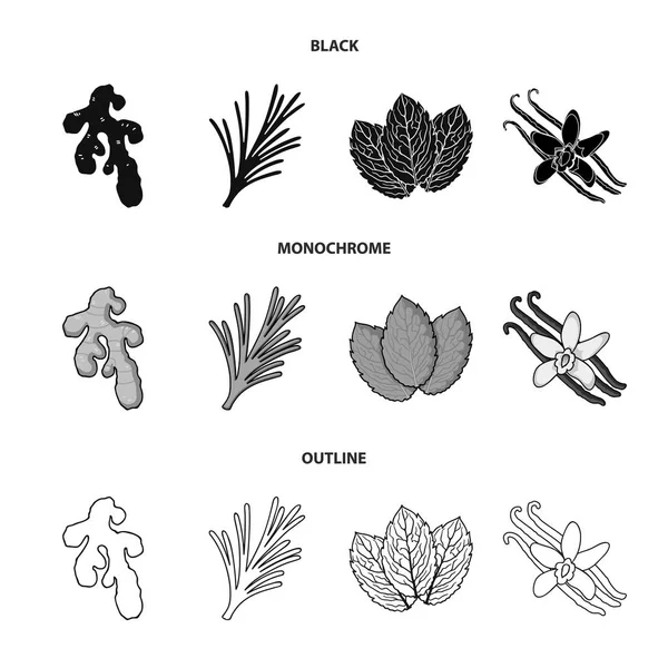 Ginger, biberiye, vanilya, nane. Otlar ve baharatlar koleksiyonu Icons set siyah, tek renkli, anahat stili vektör simge stok çizim web.