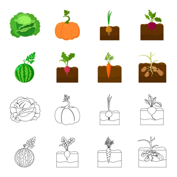 Watermelon, radish, carrots, potatoes. Plant set collection icons in cartoon,outline style vector symbol stock illustration web. — Stock Vector