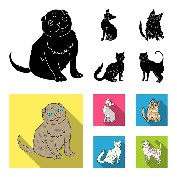 Angora turca, pelo largo británico y otras especies. Gato razas conjunto colección iconos en negro, plano estilo vector símbolo stock ilustración web . — Archivo Imágenes Vectoriales