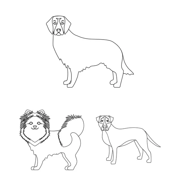 Rasy psów zarys ikony w kolekcja zestaw do projektowania. Pies pieścić wektor symbol akcji web ilustracja. — Wektor stockowy