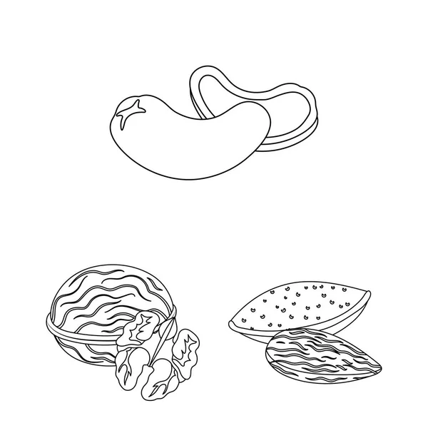 Différents types d'icônes de contour de noix dans la collection de jeu pour la conception. . — Image vectorielle