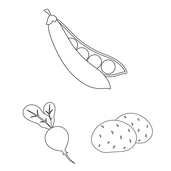 Diferentes tipos de verduras esbozan iconos en la colección de conjuntos para el diseño. Vegetales y vitaminas vector símbolo stock web ilustración . — Vector de stock