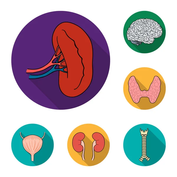 Organi umani icone piatte nella collezione di set per il design. Anatomia e organi interni simbolo vettoriale stock web illustrazione . — Vettoriale Stock