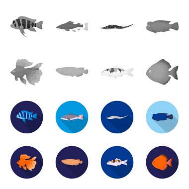 Discus, altın, sazan, koi, scleropages, fotmosus. Balık toplama simgeler tek renkli, düz stil vektör simge stok çizim web ayarla..