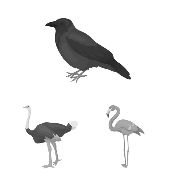 Tipos de pássaros ícones monocromáticos em coleção de conjuntos para design. Home and wild bird vector symbol stock web illustration . —  Vetores de Stock