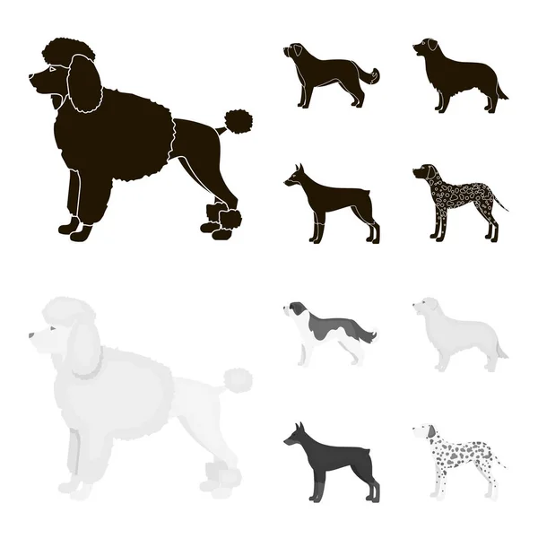 St. Bernard, retriever, doberman, labrador. Raças de cães conjunto ícones de coleção em preto, estilo monocromático símbolo vetorial estoque ilustração web . — Vetor de Stock